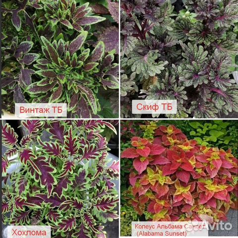 Колеус вегетативный эксклюзив