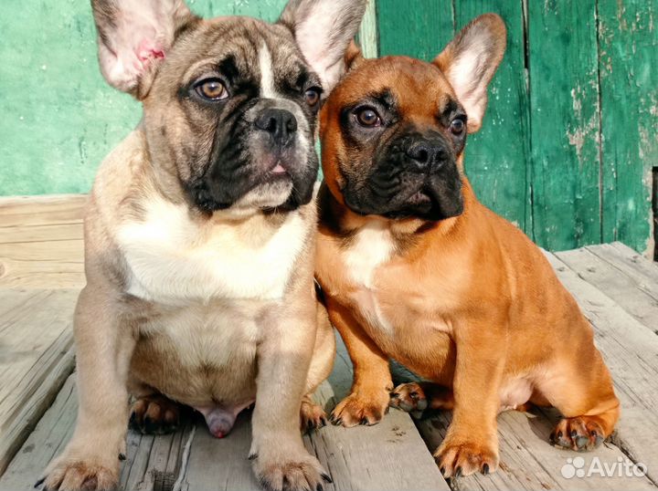 Французский бульдог