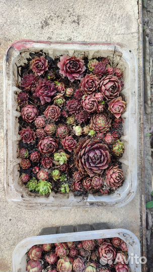 Суккуленты, хоста