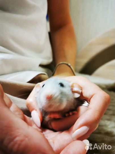 Крыса Дамбо крысята. Клетки