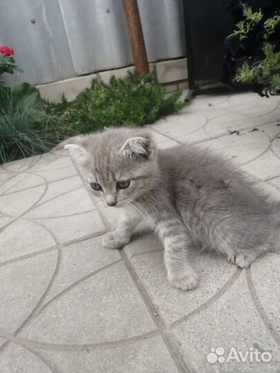 Шотландские котята