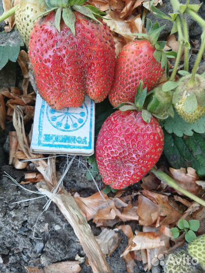 Клубника саженцы