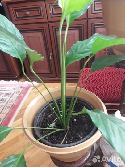 Спатифиллум