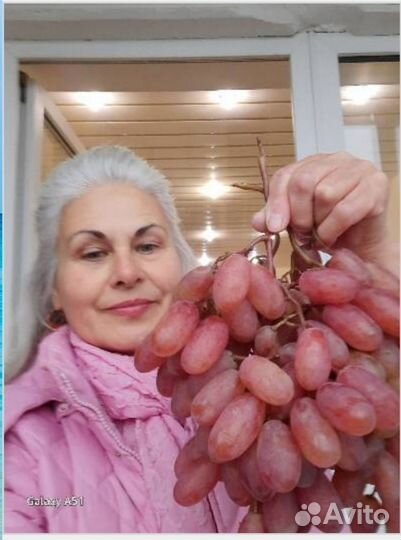 Саженцы винограда