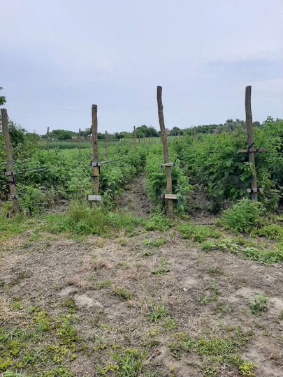 Участок 37 сот. (ИЖС)