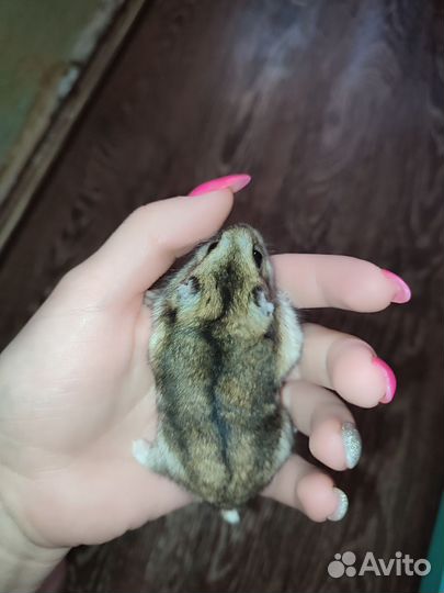 Клетка с хомяком