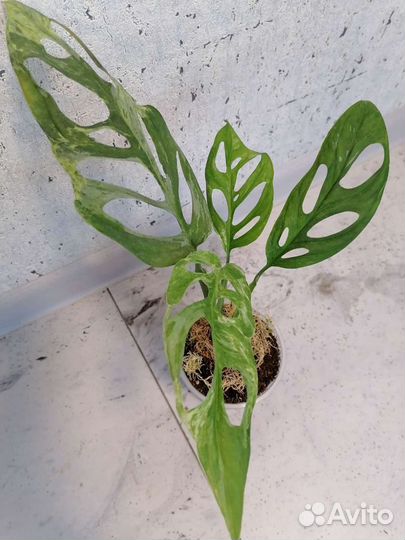 Монстеры вариегатные