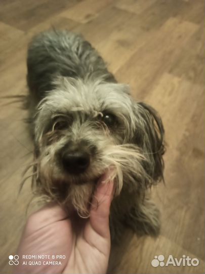 Щенок от маленькой собаки