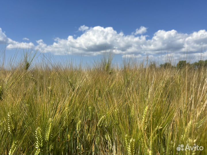 Рубеж семена элитные озимого ячменя