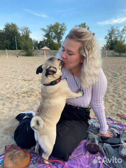 Передержка собак