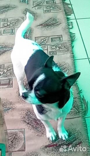 Вязка собак чихуахуа