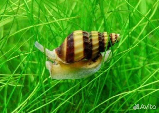 Улитка Хелена поедает мелких улиток