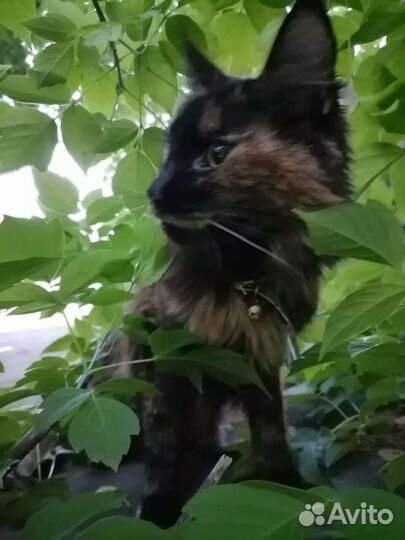 Кошка мейн кун