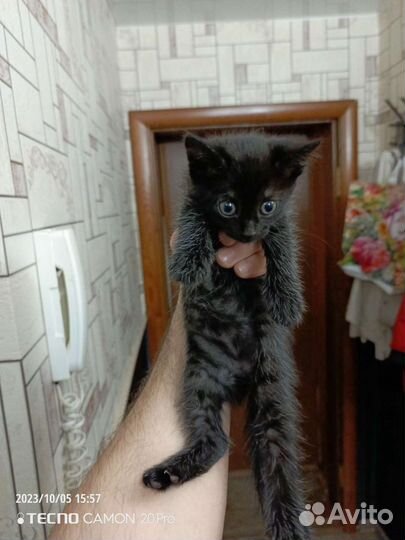 Котенок девочка 1,5 месяца в добрые руки бесплатно