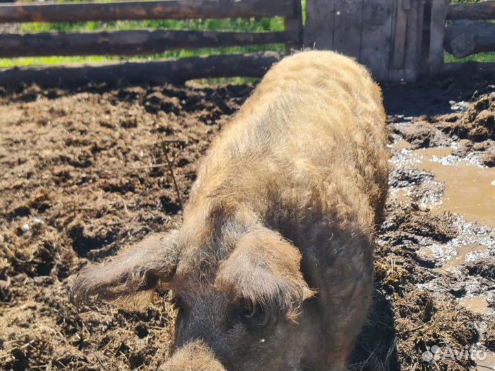 Венгерская мангалица