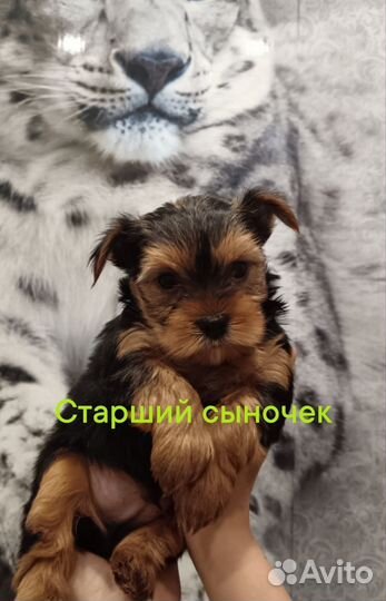 Йоркширский терьер щенки