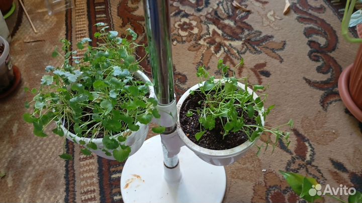 Кампунелла