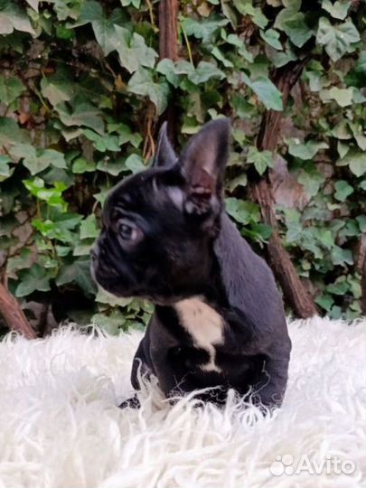 Французский бульдог