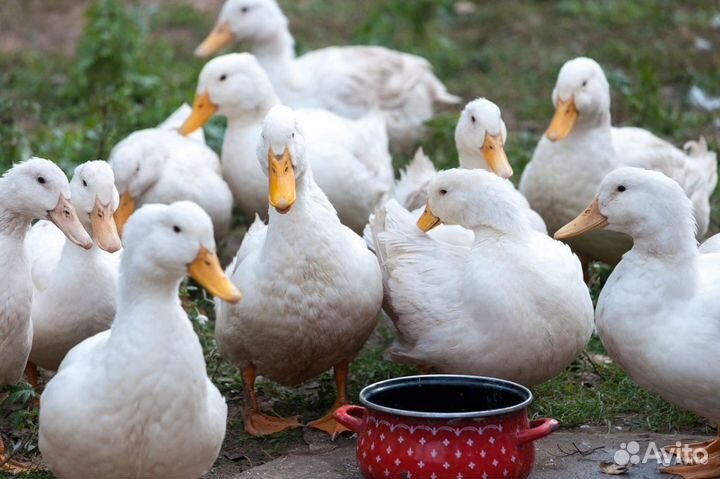 Утки домашние живьем