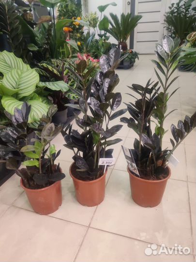 Замиокулькас долларовое дерево