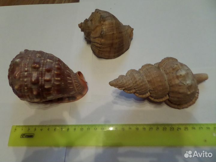 Раковины и морские звезды