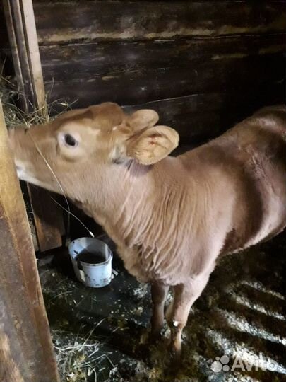 Телочка на племя