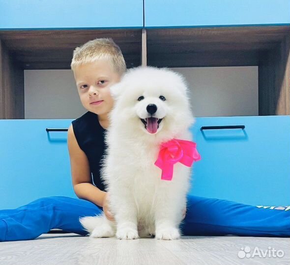 Самоеды Ми-ми-мишки Шикарные Белоснежные для вас