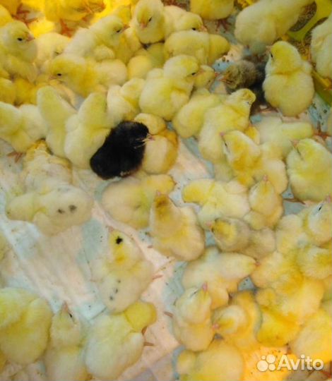 Цеплята и яйца кобб 500