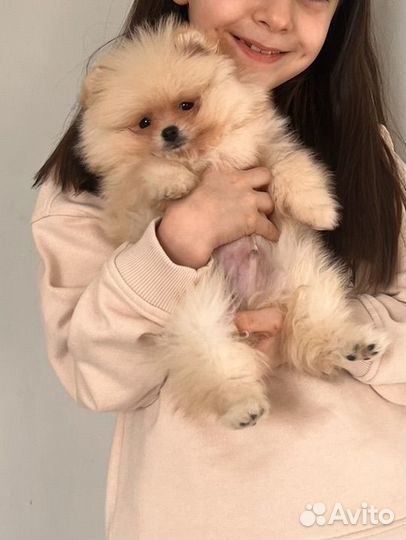Померанский шпиц