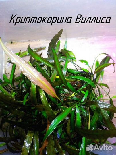 Аквариумные растения