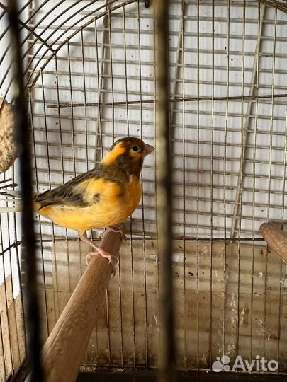 Самец кенор