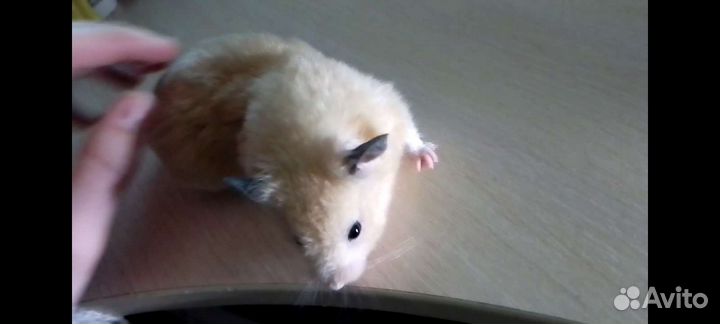 Сирийский хомяк с клеткой