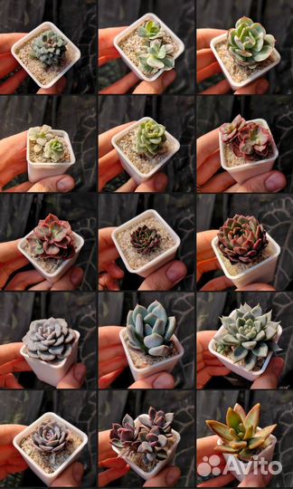 Эхеверии, крассулы и другие суккуленты