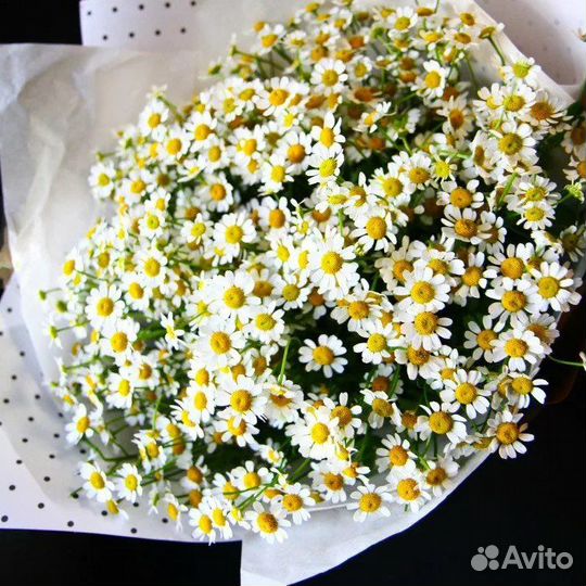 Ромашки цветы букеты/ матриакария/день матери