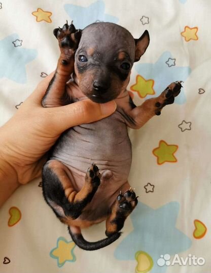 Американский Голый Терьер агт