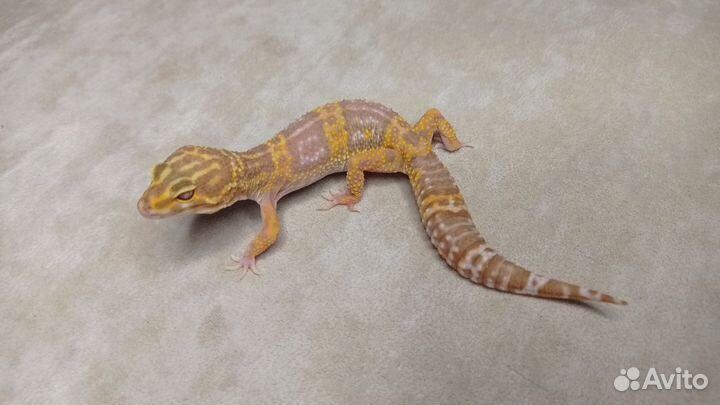 Эублефары от заводчика