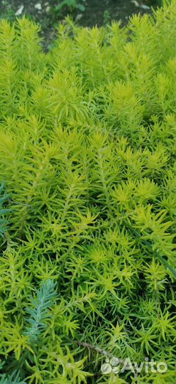 Растения для сада