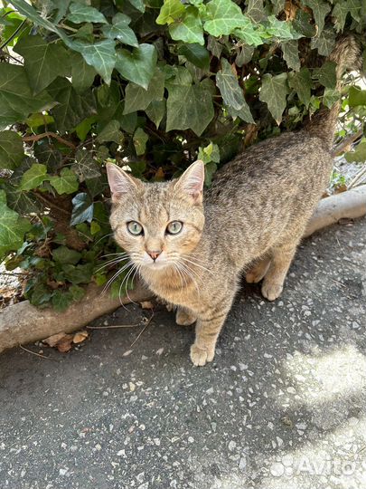 Британская золотая шиншилла вязка