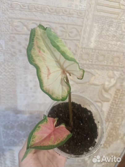 Каладиум Florida Sweet Heart