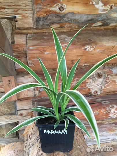 Домашние растение Хлорофитум