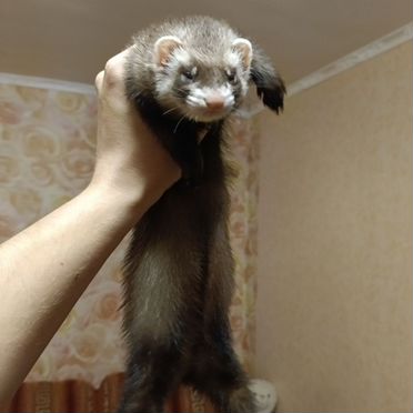 Домашний хорек