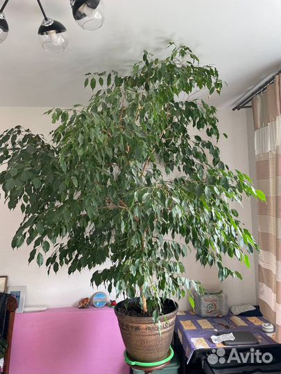 Фикус бенджамина