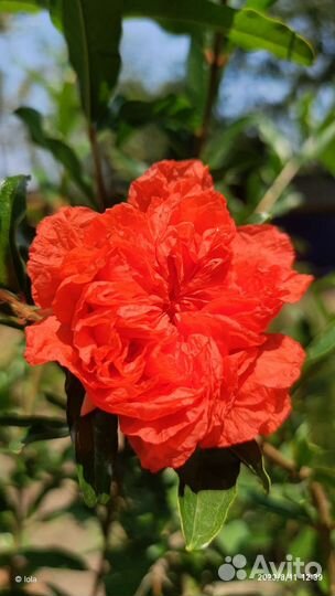 Гранат Punica Flore Pleno