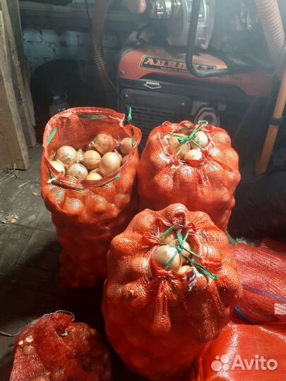 Лук репчатый