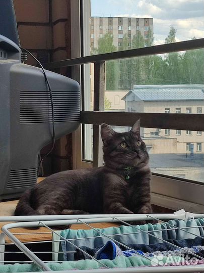Кот британский