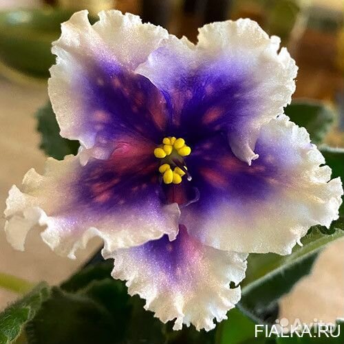 Домашние растения