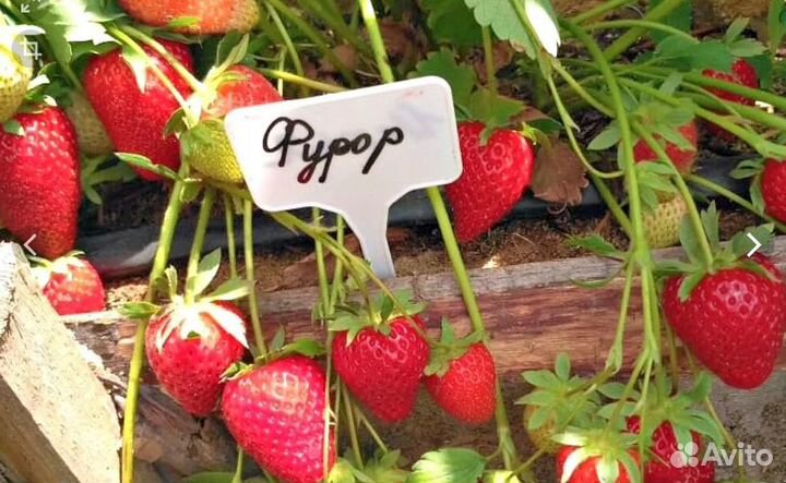 Рассада ремонтантной клубники