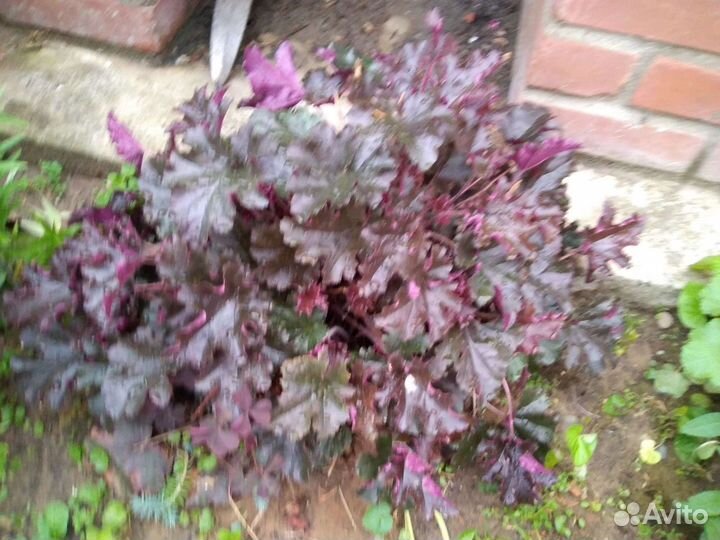 Многолетники и кусты