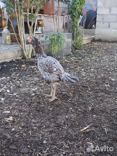 Бойцовая птица