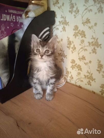 Курильский бобтейл